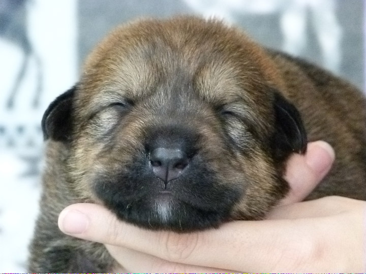 chinook puppy